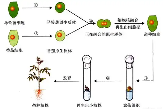 (4)若利用此技术生产人工种子,需要将组织培养获得的