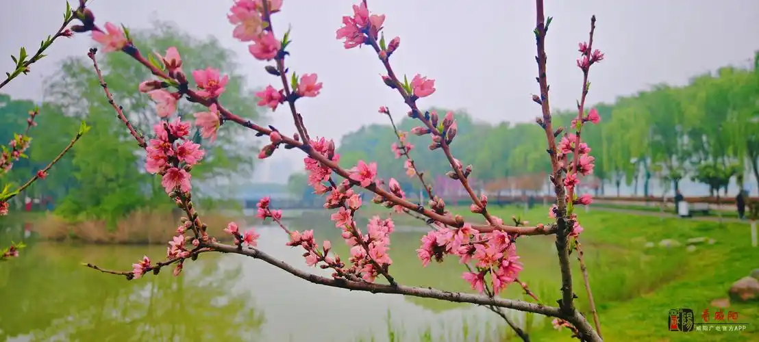 咸阳这里的雨后春景图除了惊艳还是惊艳