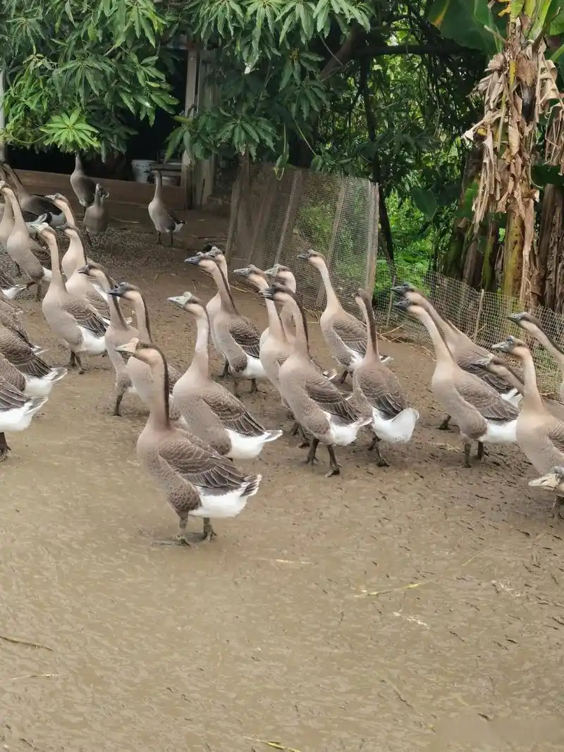 广东各地区黑棕鹅价格近期创下历史性的最价格,90天的鹅收购价最高19.