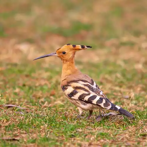 美丽吉祥的戴胜鸟