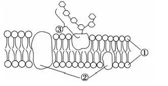 下图为细胞膜的亚显微结构示意图,叙述错误的是( )