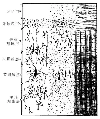大脑皮质的分层结构图大脑皮质内部神经细胞的联系①星形细胞 ②大