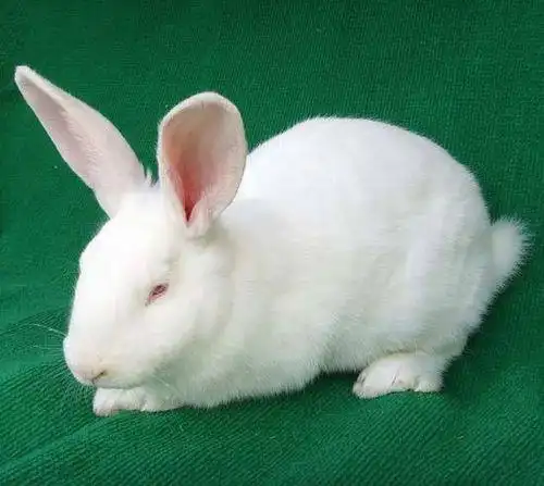 真兔子图片粉色真兔子图片