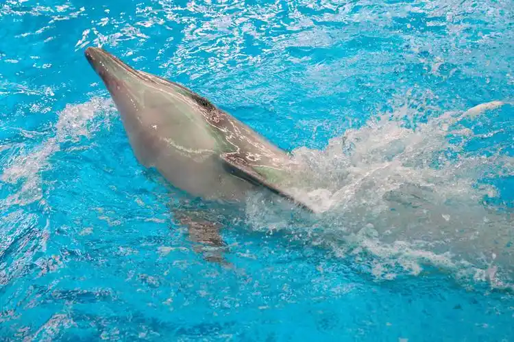 周末到云南澄江海豚湾与活泼聪明的32头海豚嬉戏吧