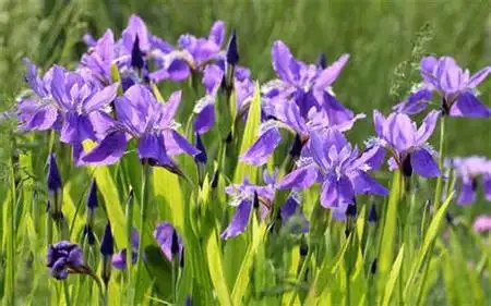 鸢尾种子春天可以播种吗?育苗的时候怎么做出苗率高呢?