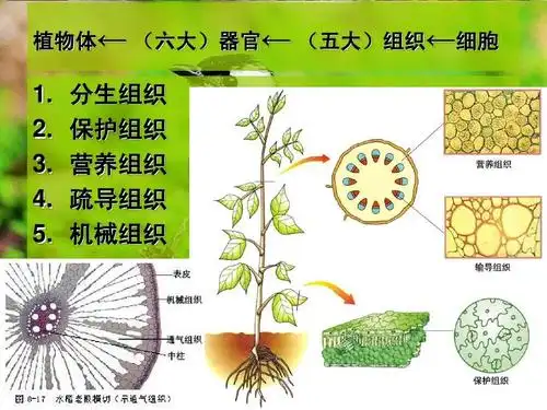 分生组织 保护组织 营养组织 疏导组织 机械组织