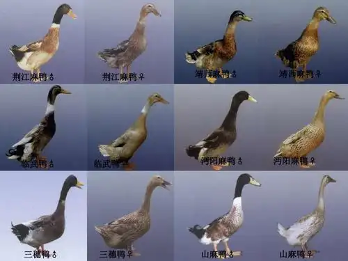 中国地方鸭品种资源保护与利用