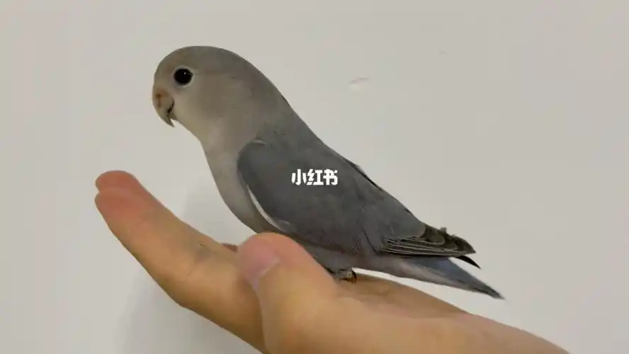 牡丹鹦鹉  #手养牡丹鹦鹉