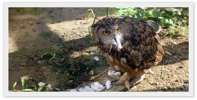 组图:网友摄影作品欣赏-木木夕