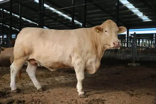 "牛人"祁兴磊:培育中国自主知识产权第一牛