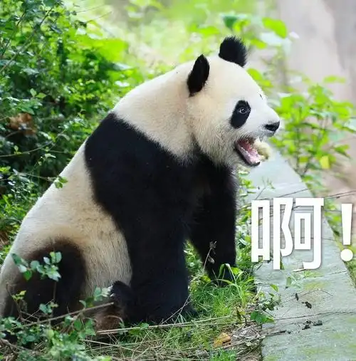 浠墨的相册-大熊猫表情包