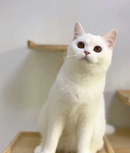 活体赛级纯种英国短毛猫幼家养白色英短立耳猫咪
