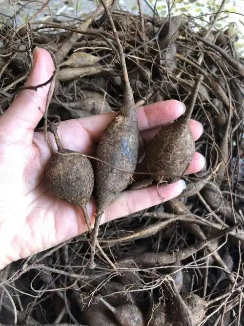 野外生牛大力中药原材煲汤泡酒料猪脚笠山莲藕新鲜挖金钟根粉质薯500g