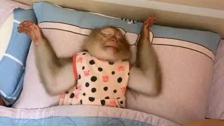 小猴子跟人类呆久了,连睡觉的姿势也像极了人类,太萌了