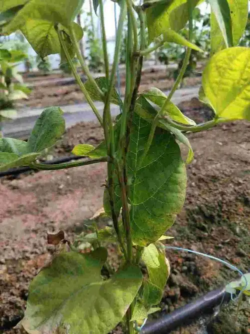 豇豆疫病与细菌性疫病的区分与防治