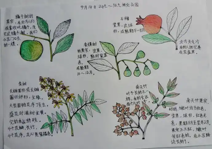 jpg自然笔记小报植物分享展示自然笔记手抄报卡通