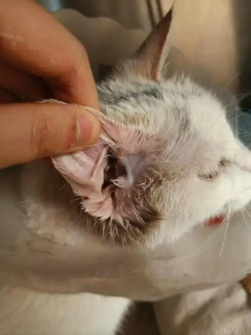 猫咪耳螨治疗经历
