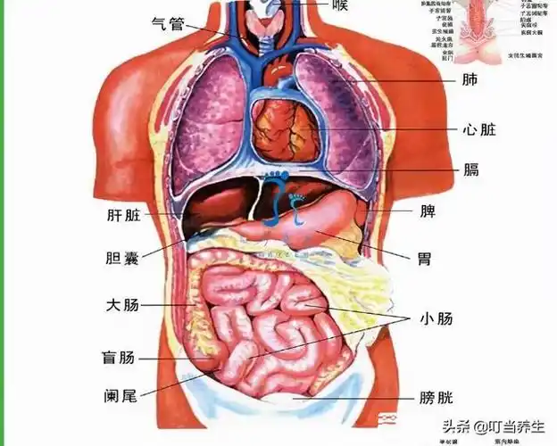 我们通过这幅图可以详细的看到身体内器官的分布,而其中人体内的主要