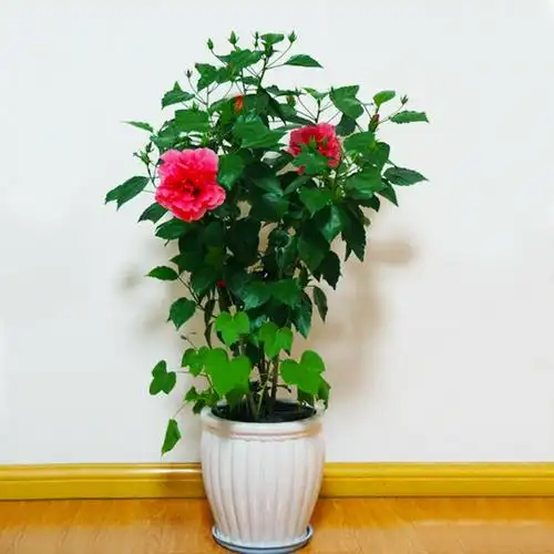 扶桑花苗重瓣木槿桑叶牡丹四季盆栽室内绿植丹麦植物花卉