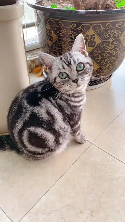 纯种美短虎斑猫