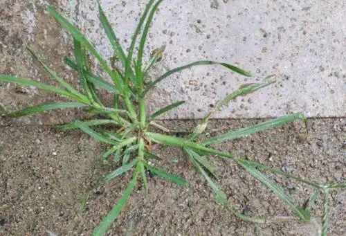 农村常见的"蟋蟀草",一到秋天就集体枯萎,没想到还是一种草药