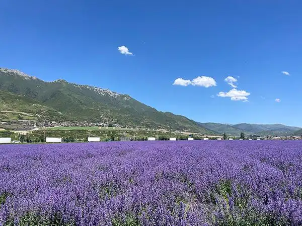 阿坝松潘打造高原现代农业产业园助推乡村振兴_fororder_薰衣草基地