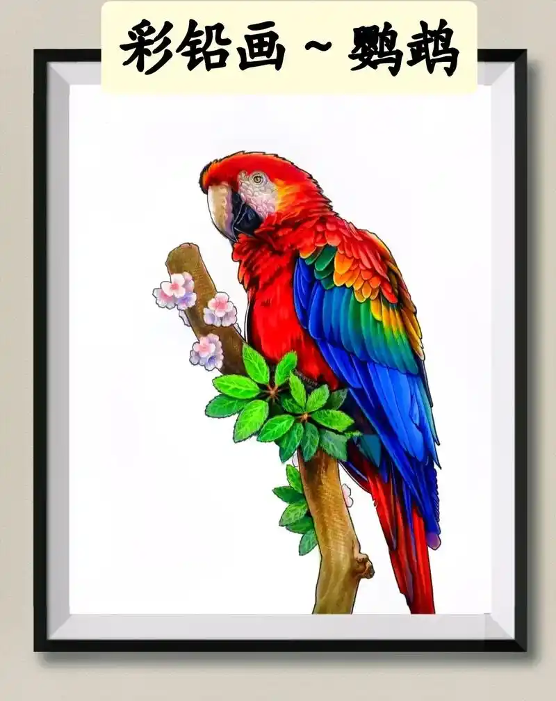 少年易学老难成,一寸光阴不可轻.彩铅画～鹦鹉,适合有素描功底 - 抖音