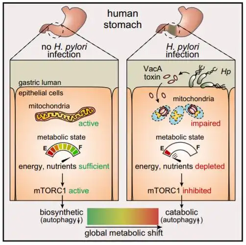 的宿主细胞代谢 ① 幽门螺旋杆菌(hp)空泡毒素(vaca)是一种细菌外毒素