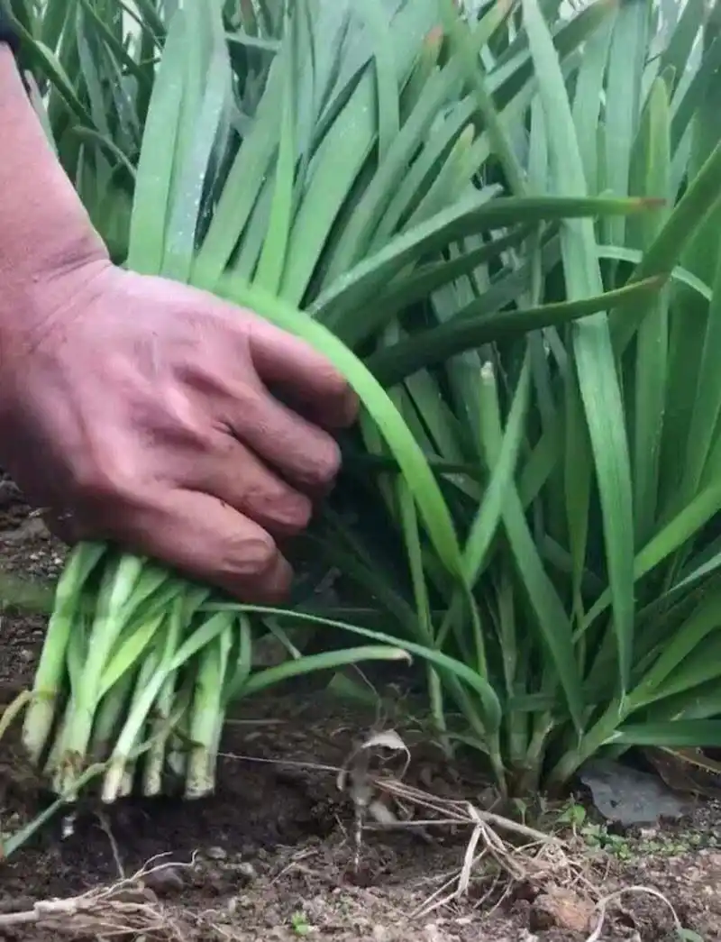 股市里韭菜是这样成长的