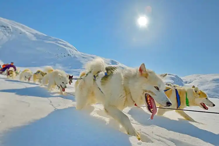 狗拉雪橇在格陵兰岛寒冷的冬天图片