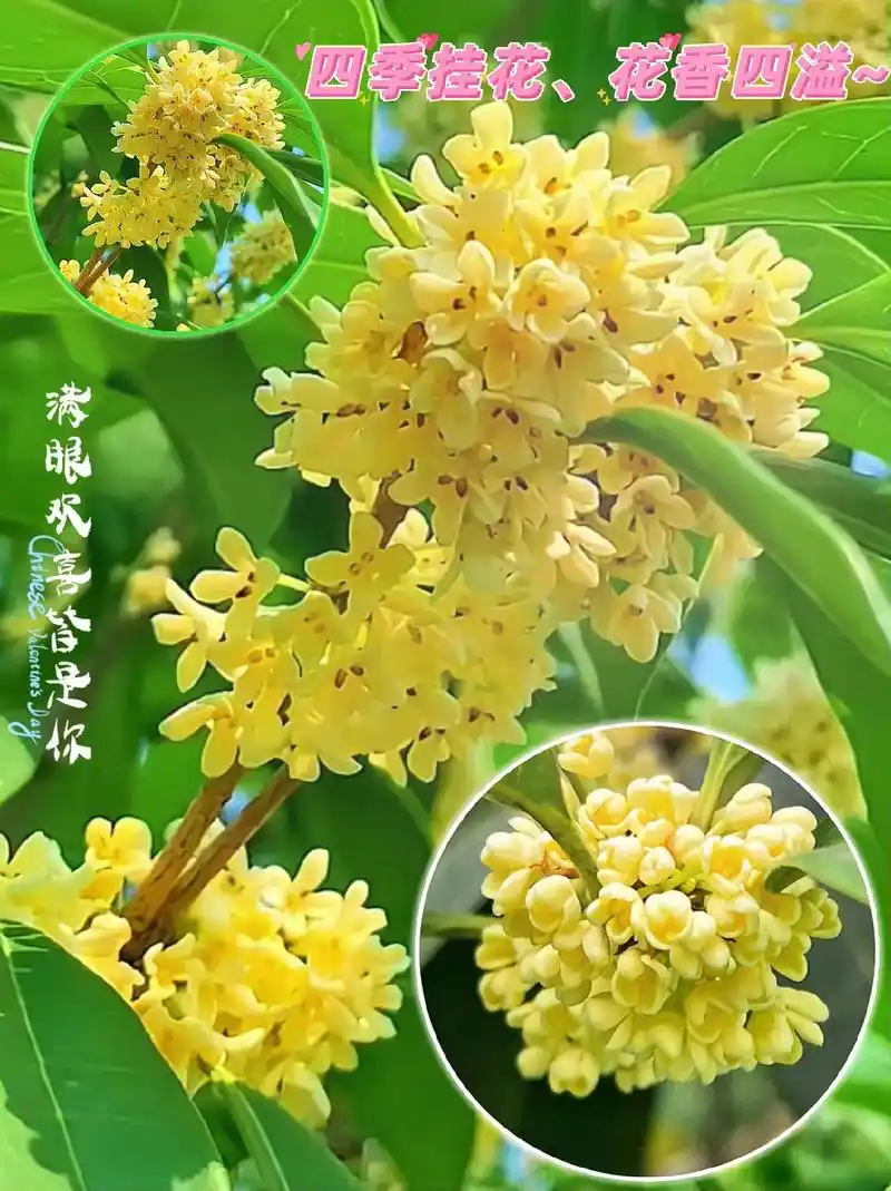 花香四溢的四季桂花.非常适合家庭种植的四季挂花,四季常绿,花 - 抖音