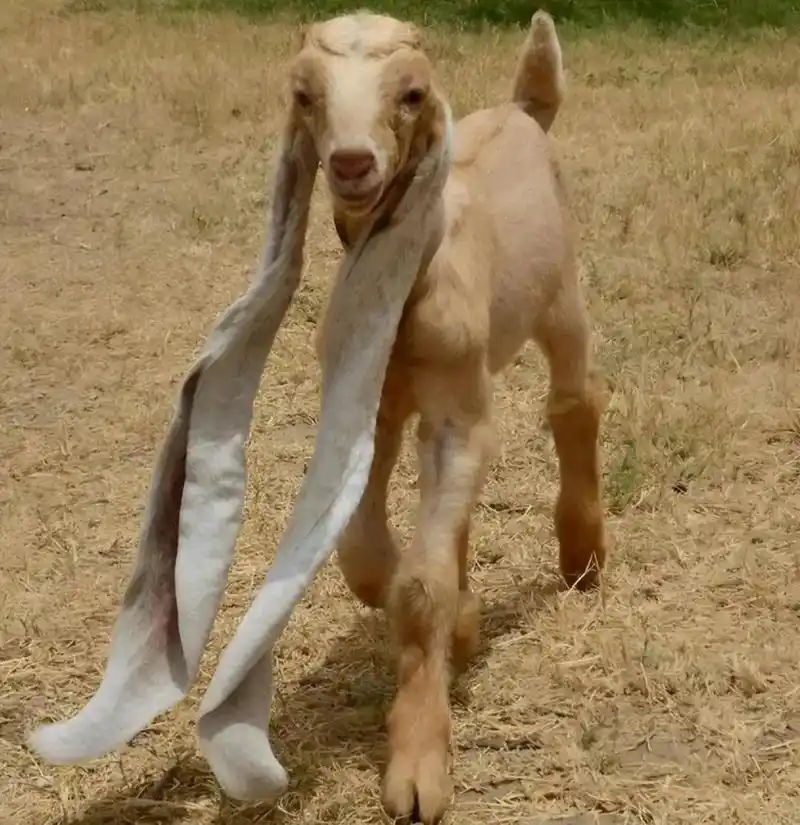 goat)是一种起源于南亚的山羊品种,也叫巴基斯坦长耳山羊
