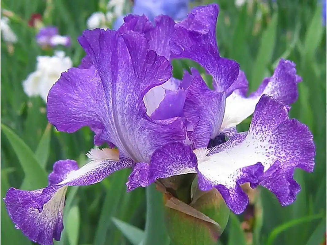 德国鸢尾:花语为"优美" 公园里的德国鸢尾花正在优雅绽放,花瓣层层叠