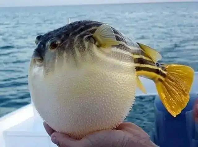 扬中河豚甲天下