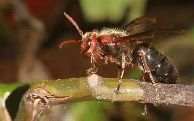 轻者被蛰处疼痛难忍,严重时可致人死亡! 天马蜂
