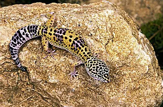 壁虎图片_壁虎图片大全_壁虎图片素材