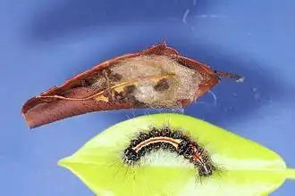 展开全部 黄毒蛾的幼虫