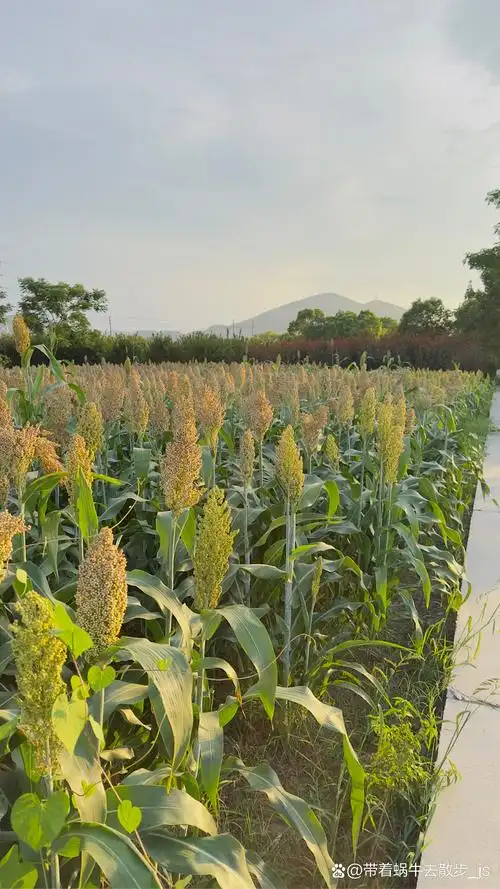 红高粱 绿高粱.一片红绿高粱米.