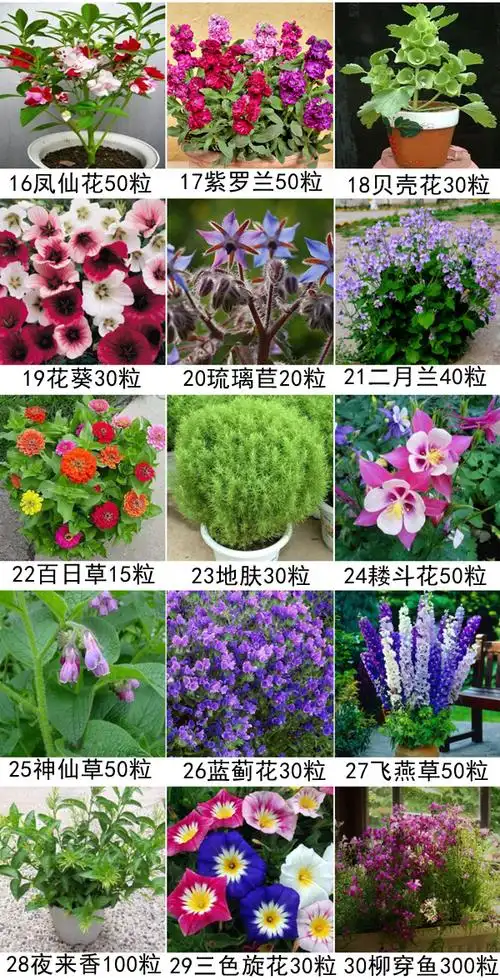 凤仙花太阳花盆栽花卉种子 ab共60种 喷壶 工具 送肥2【图片 价格