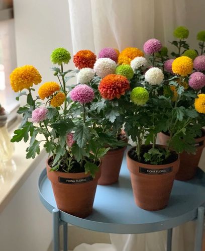 乒乓菊花盆栽阳台庭院迷你乒乓球唯美多色可选带土带盆发货