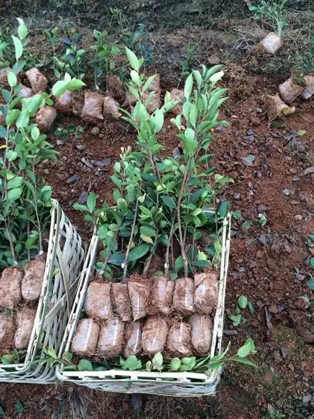 高产油茶容器苗