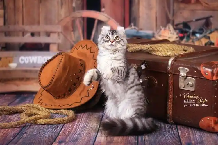 美国卷耳猫知识科普