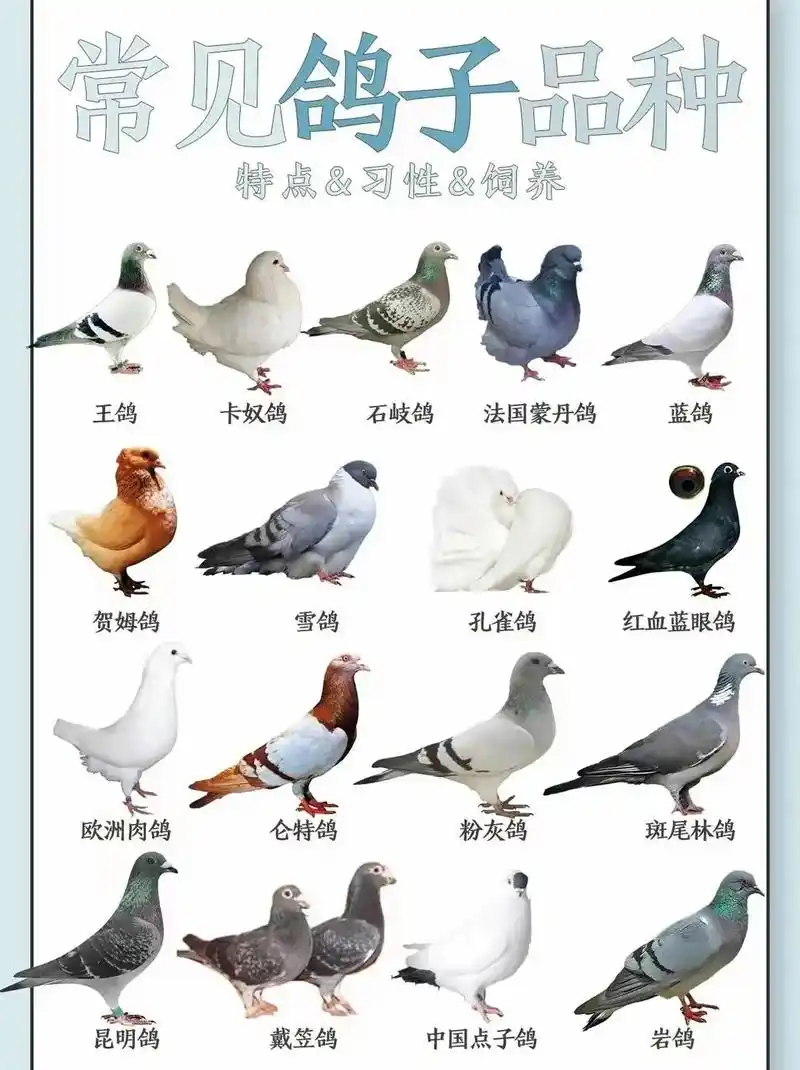 常见鸽子的种类及特点.#养鸽人 #赛鸽 #信鸽 #鸽王 #动 - 抖音