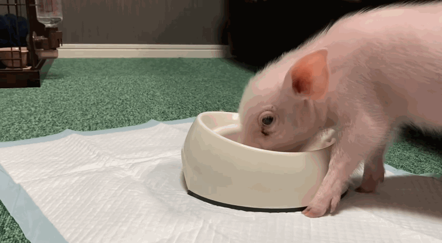 精心养育宠物猪100天后,把它杀死,烤熟,吃掉