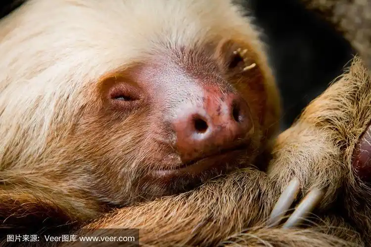 年轻的睡眠树懒,细节详实