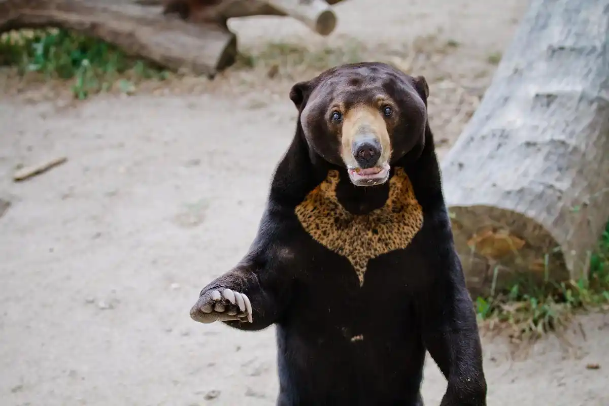 这只黑熊站立时,身体笔直,前爪向前伸展,后爪站立在地面上,仿佛一名