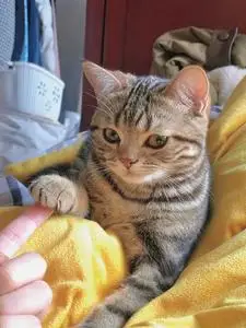 美短毛猫美短标斑美短虎斑短毛猫 美国虎斑虎纹小猫咪幼猫纯种