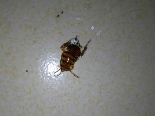 好多像蟑螂样的小虫子怎么彻底消灭