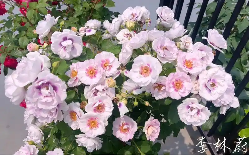 【月季—你的眼睛】独一无二の美