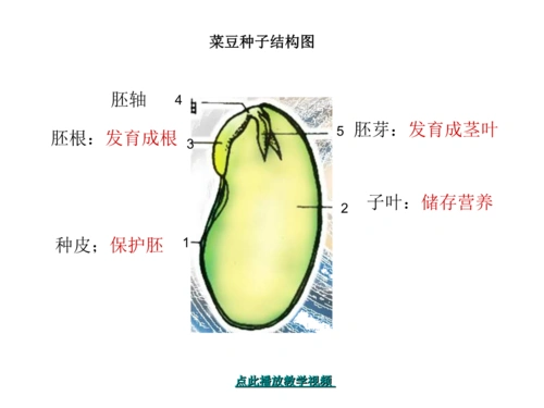 人民教育出版初中种子植物ppt.ppt